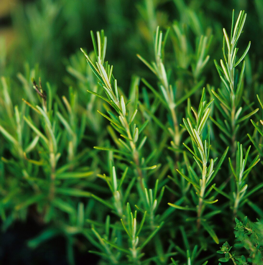 Fresh rosemary