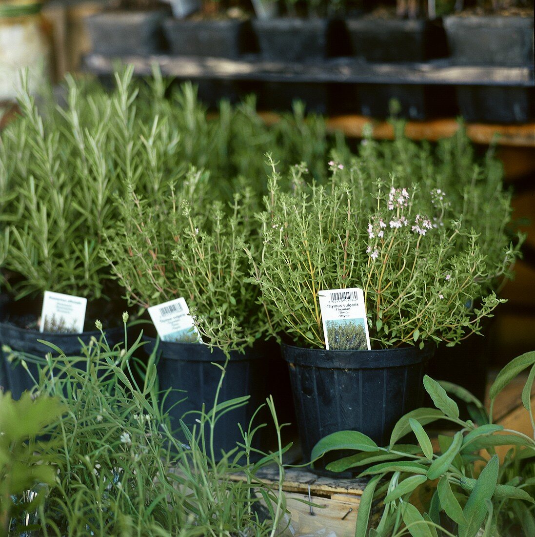 Fresh thyme in pots at the market