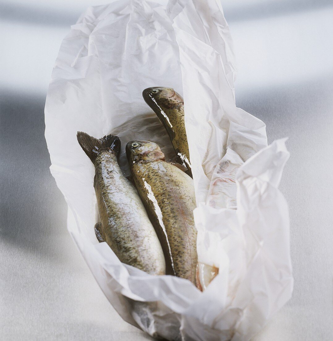 Fresh trout on white paper