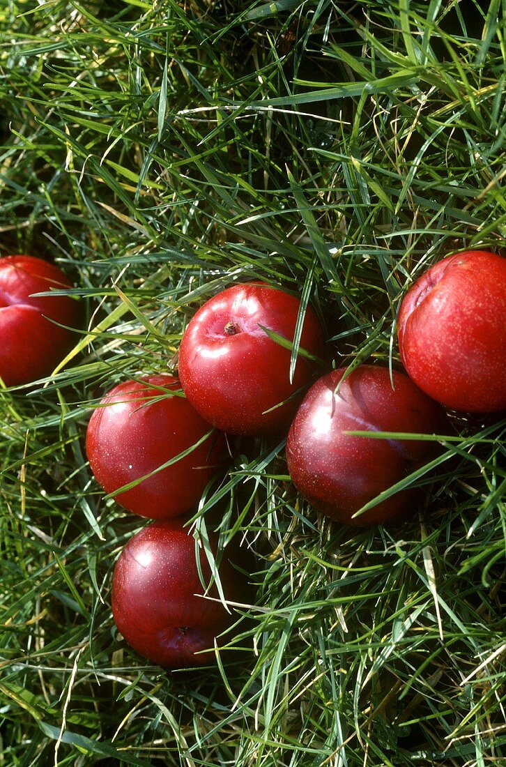 Plums in a meadow