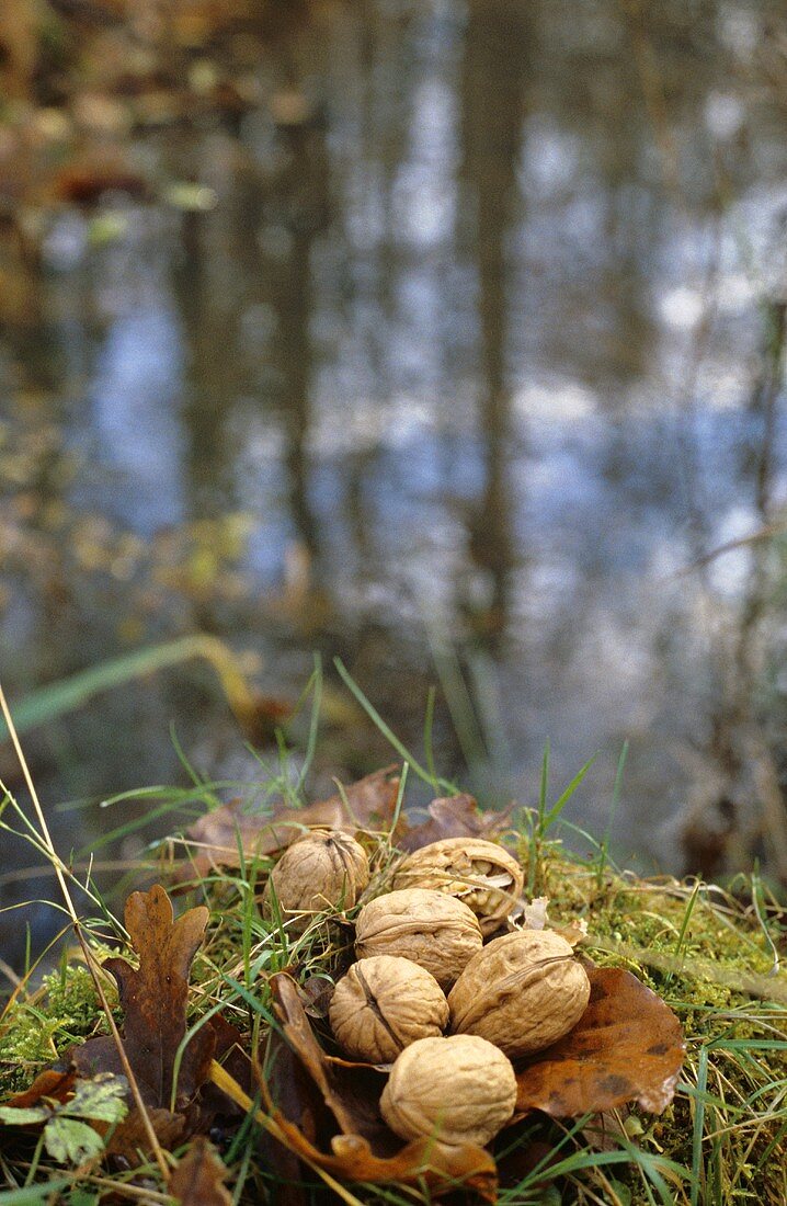 Walnüsse im herbstlichen Wald