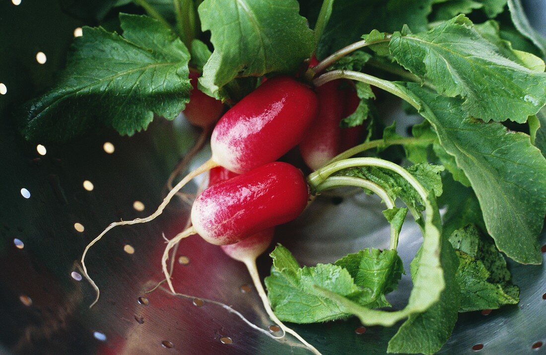 Washed radishes in strainer
