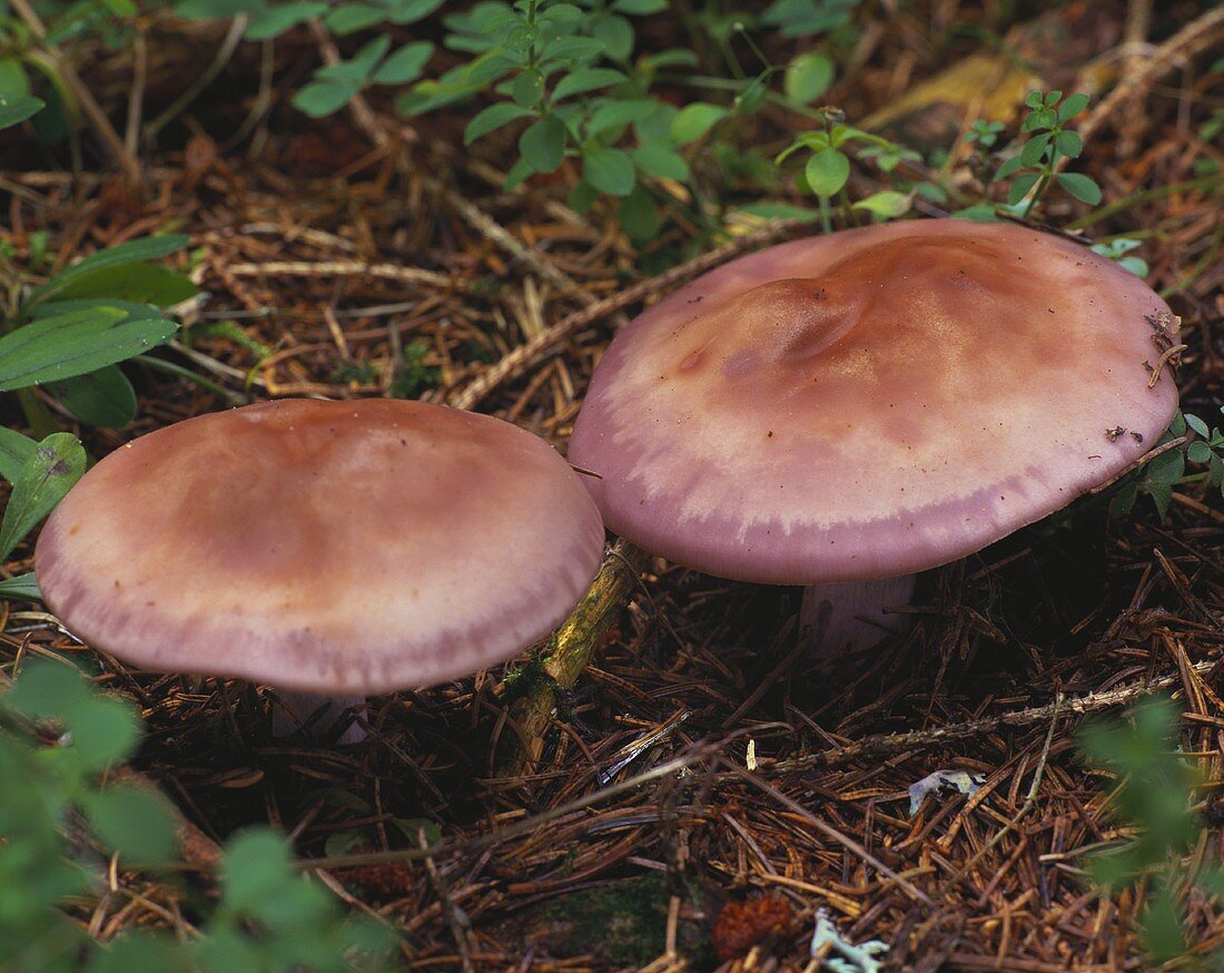 Two bay boletes in forest