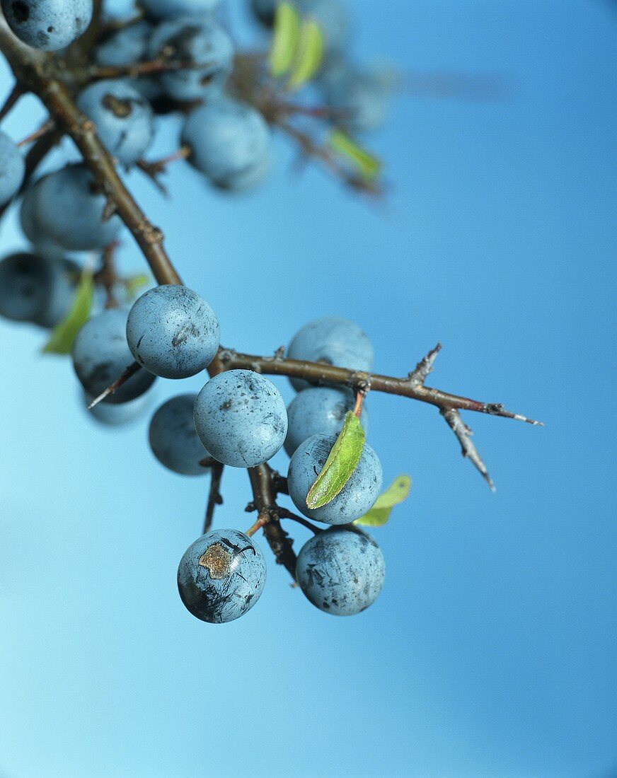 Sloes on a branch