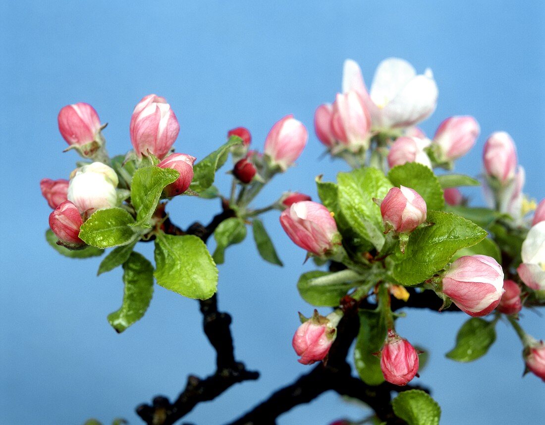 Apfelblüten auf Zweig