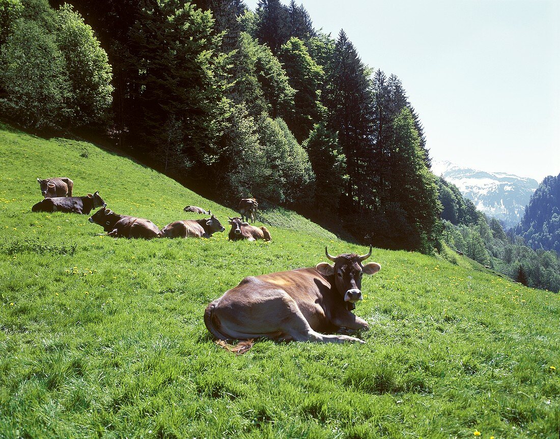 Cows in a mountain pasture