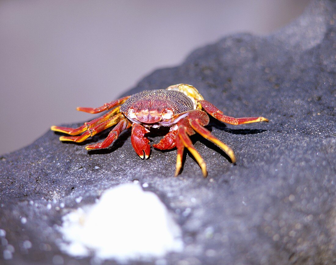 Shrimp on grey stone