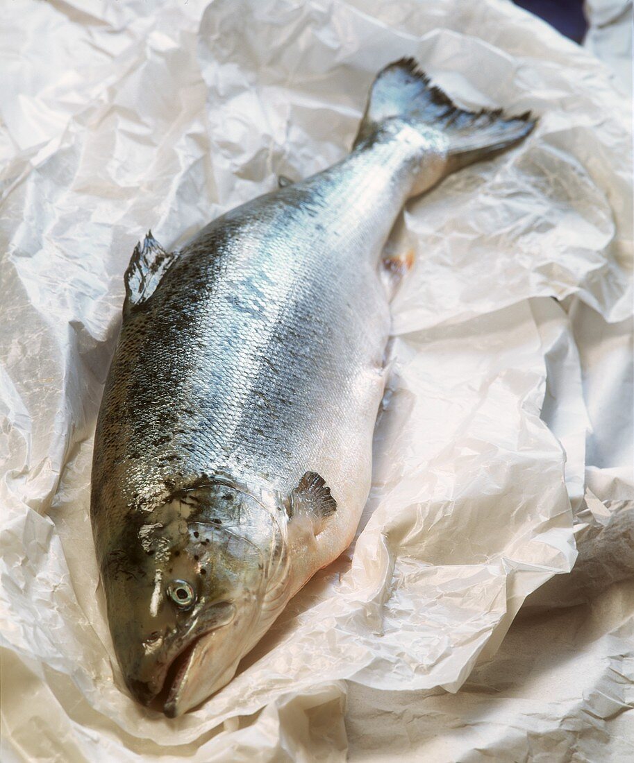 Whole salmon trout on paper