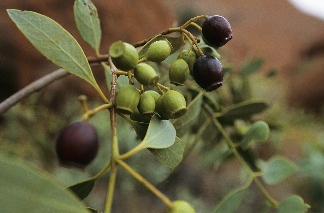 Australian bush figs at Ayers Rock