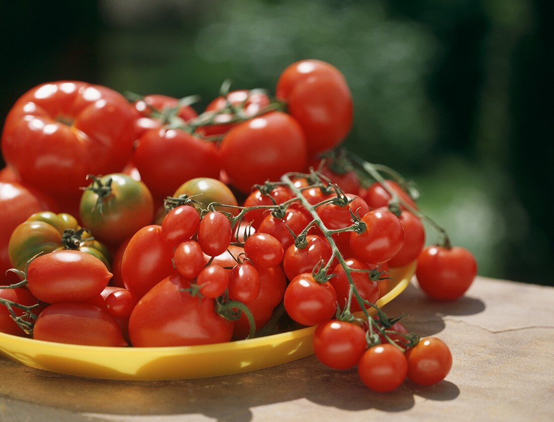 Verschiedene Tomaten auf gelbem Teller auf Tisch