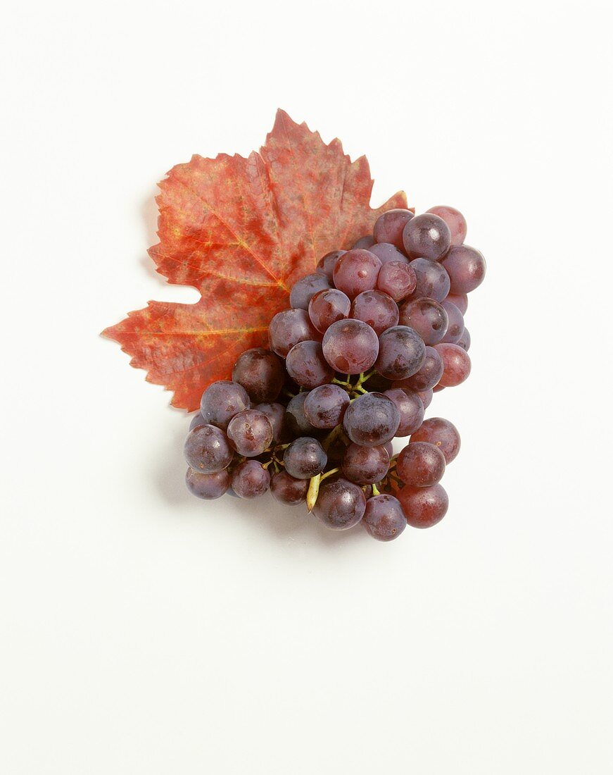 Rote Trauben mit Weinblatt