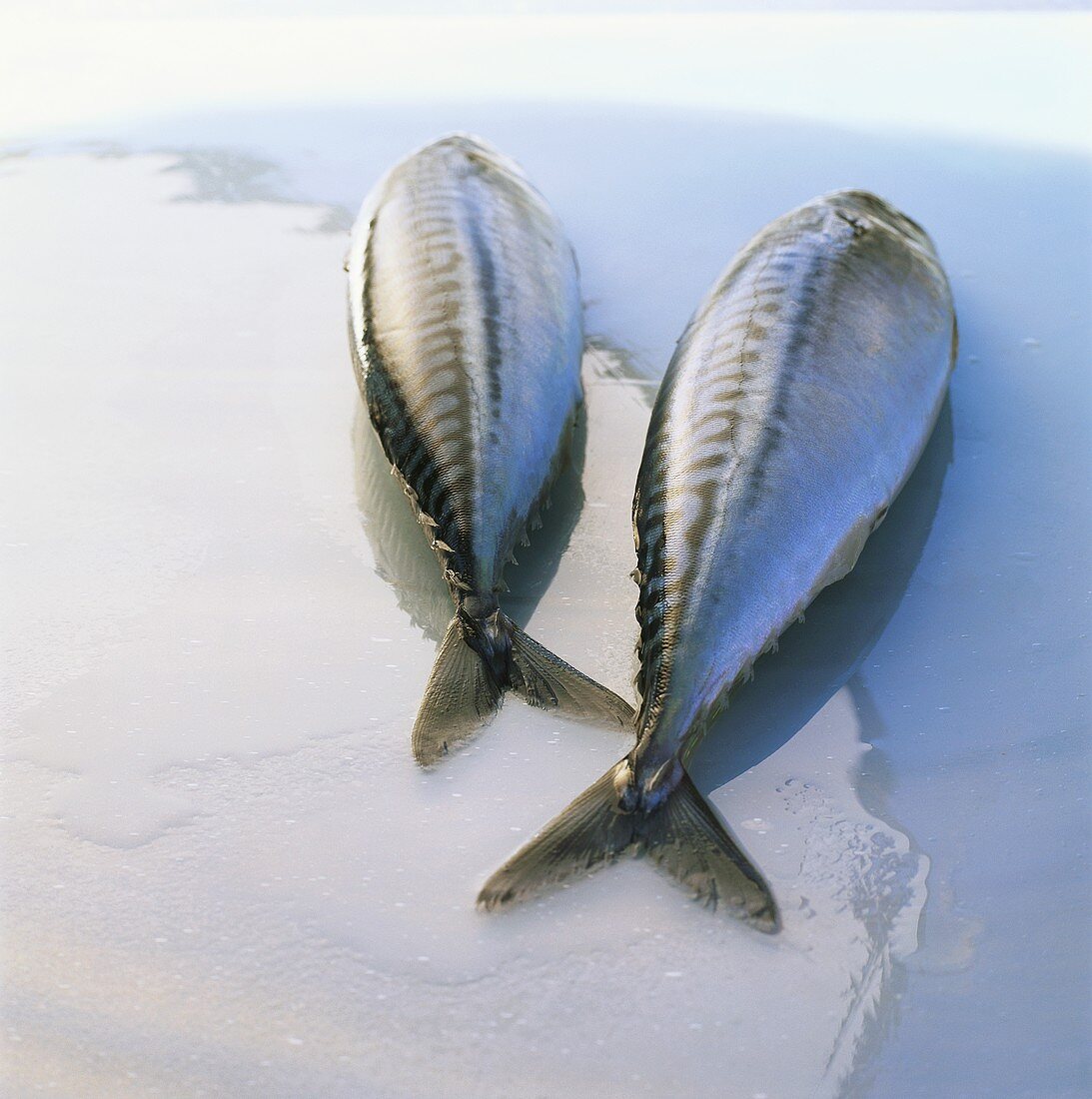 Two fresh mackerel