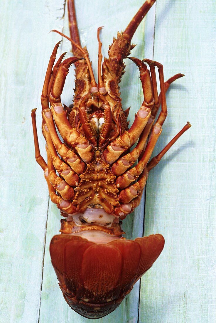 Spiny lobster (underside)