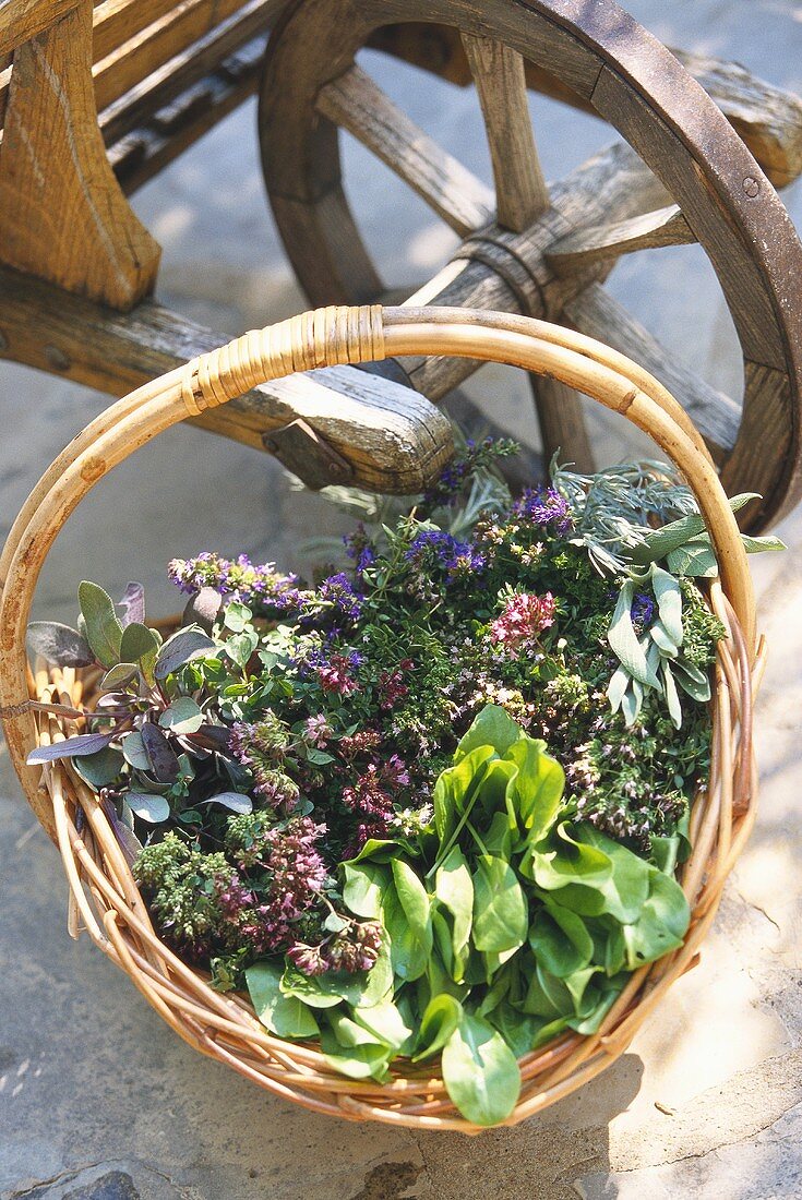 Various fresh herbs in basket in front of wheelbarrow