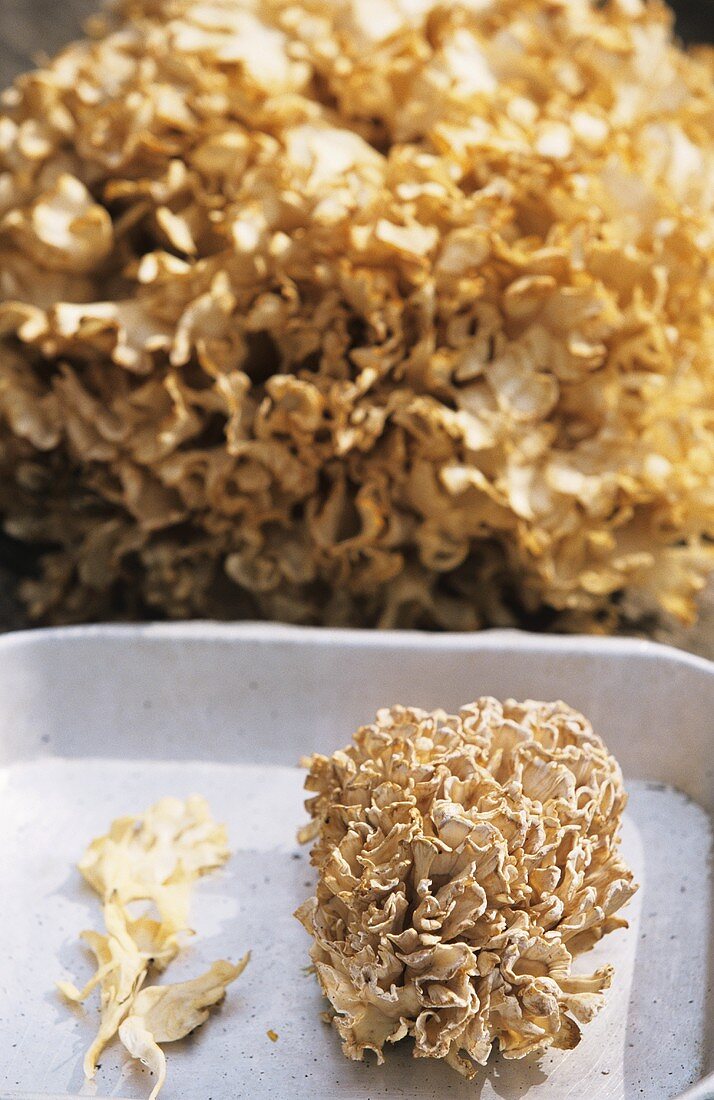 Fette Henne Pilz, teilweise in einer Schale