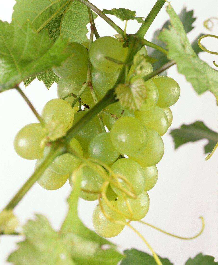 Green grapes with drops of water on branch