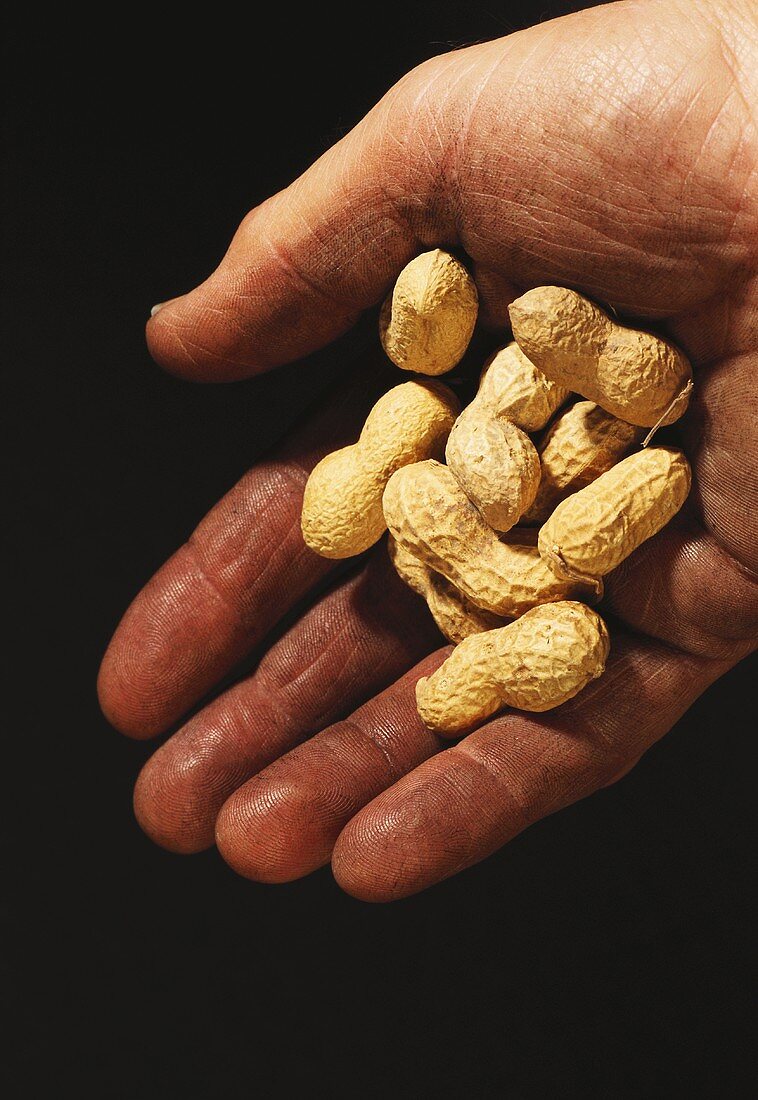 Schmutzige Hand hält einige Erdnüsse