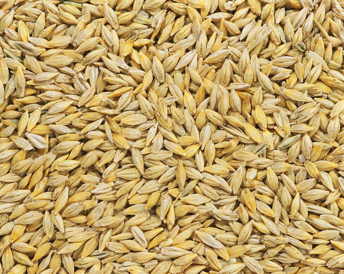 Grains of barley (filling the picture)