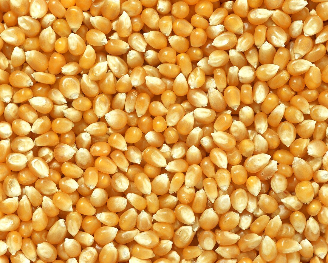 Grains of maize (filling the picture)