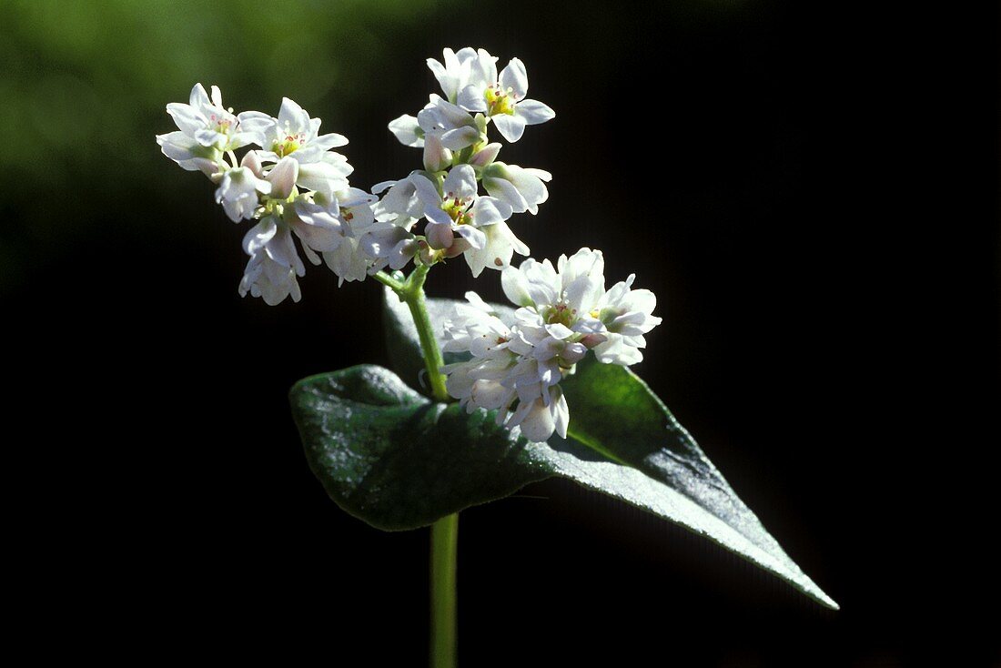 Buchweizenblüte