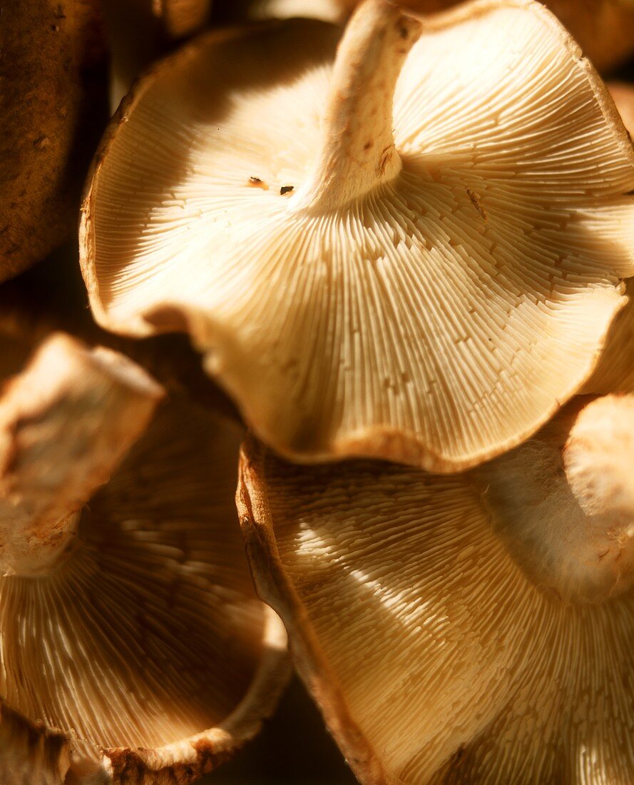 Shiitake mushrooms (close-up)