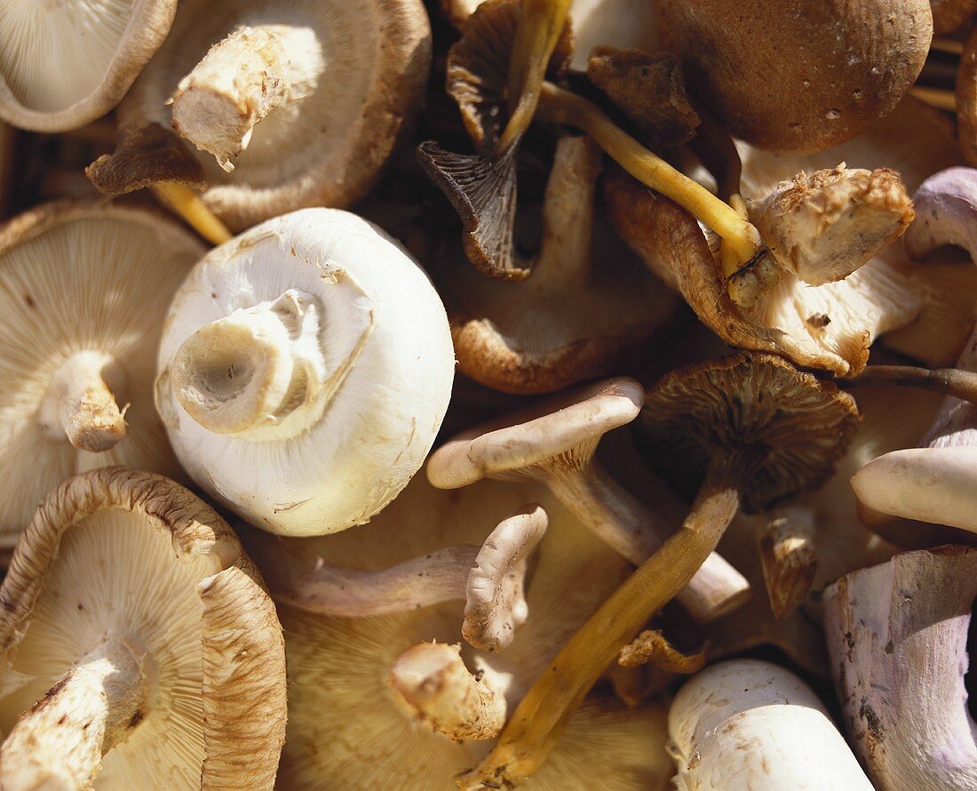 Various mushrooms (close-up)