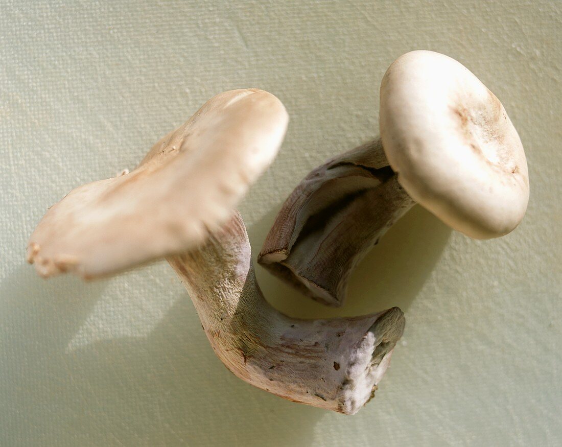 Two Blewits mushrooms