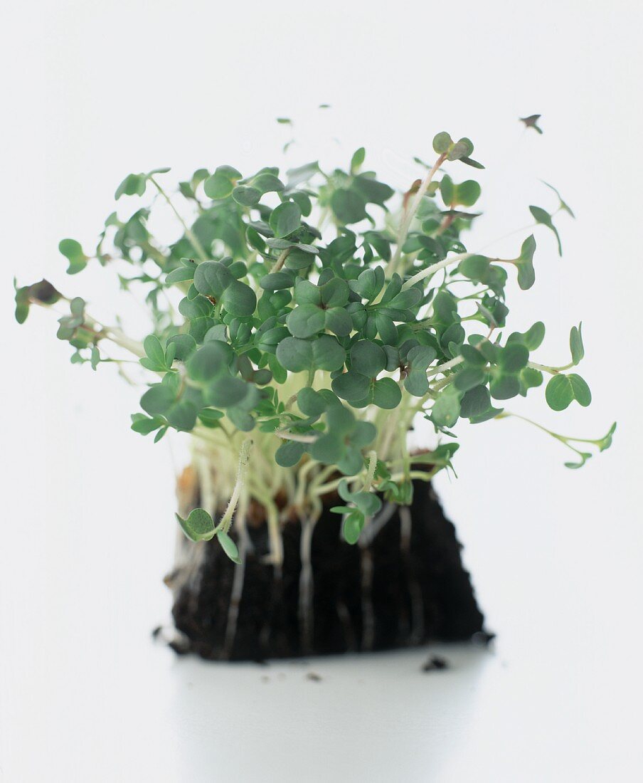 Fresh cress with soil