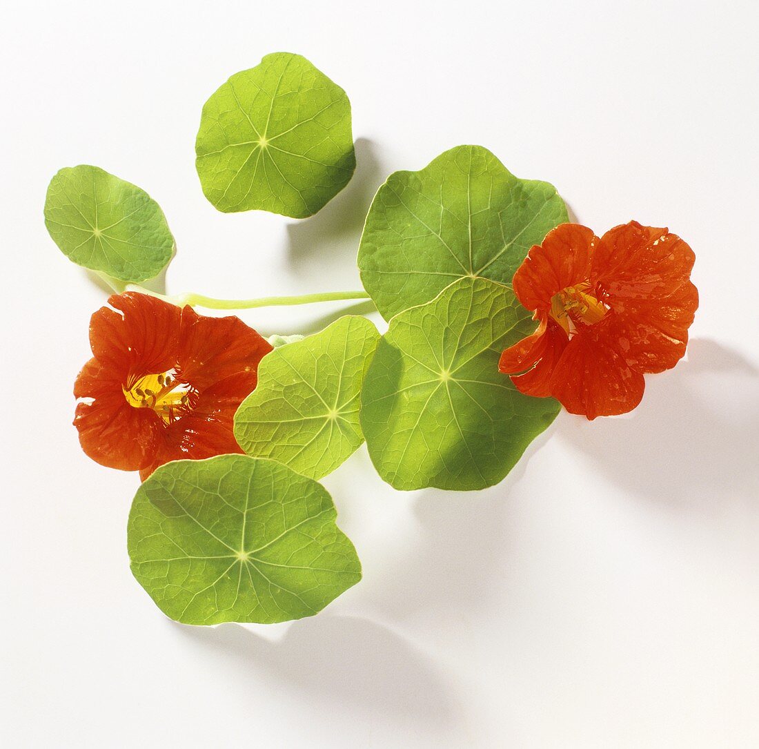 Nasturtiums with flowers