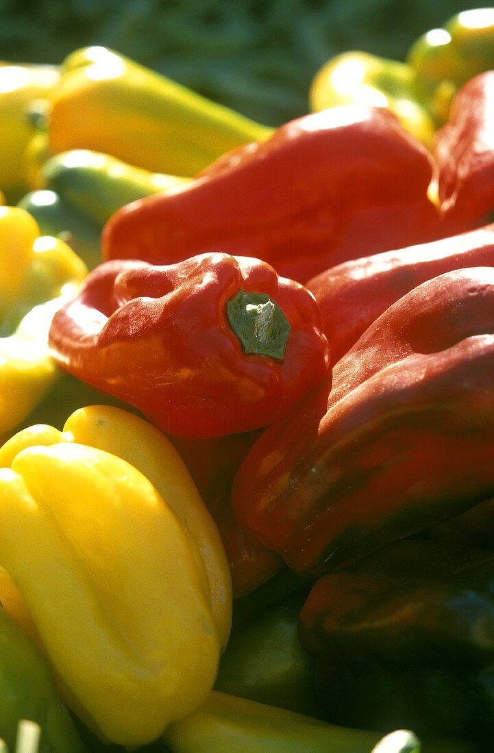 Red, yellow and green peppers