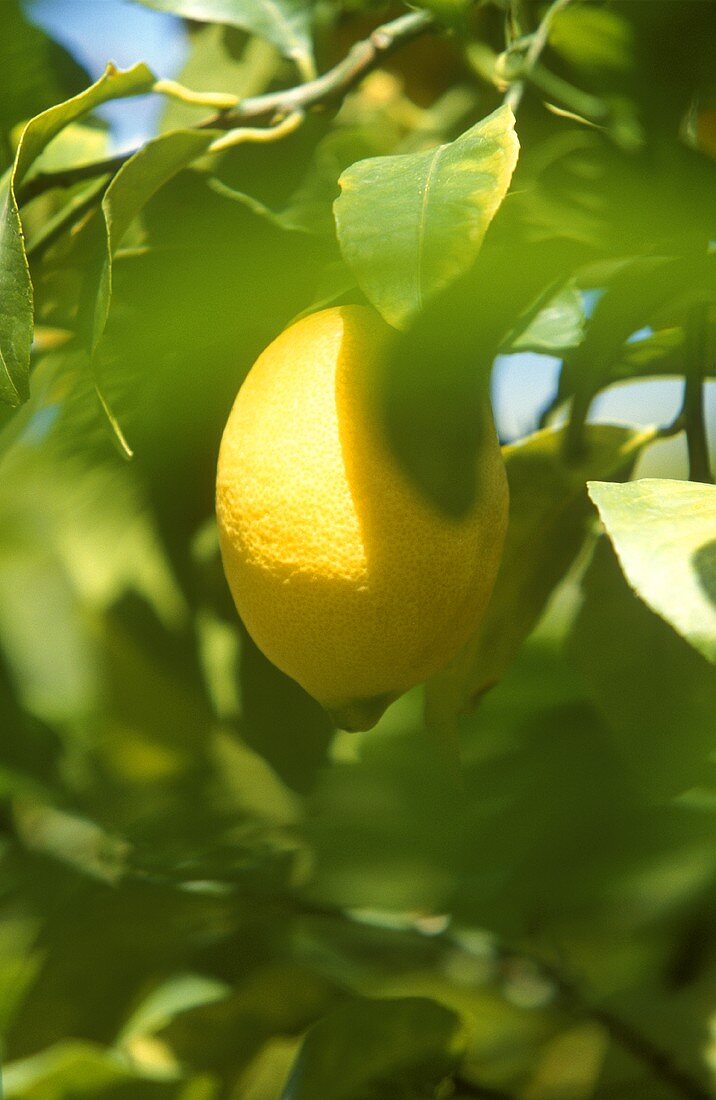 Zitrone am Baum