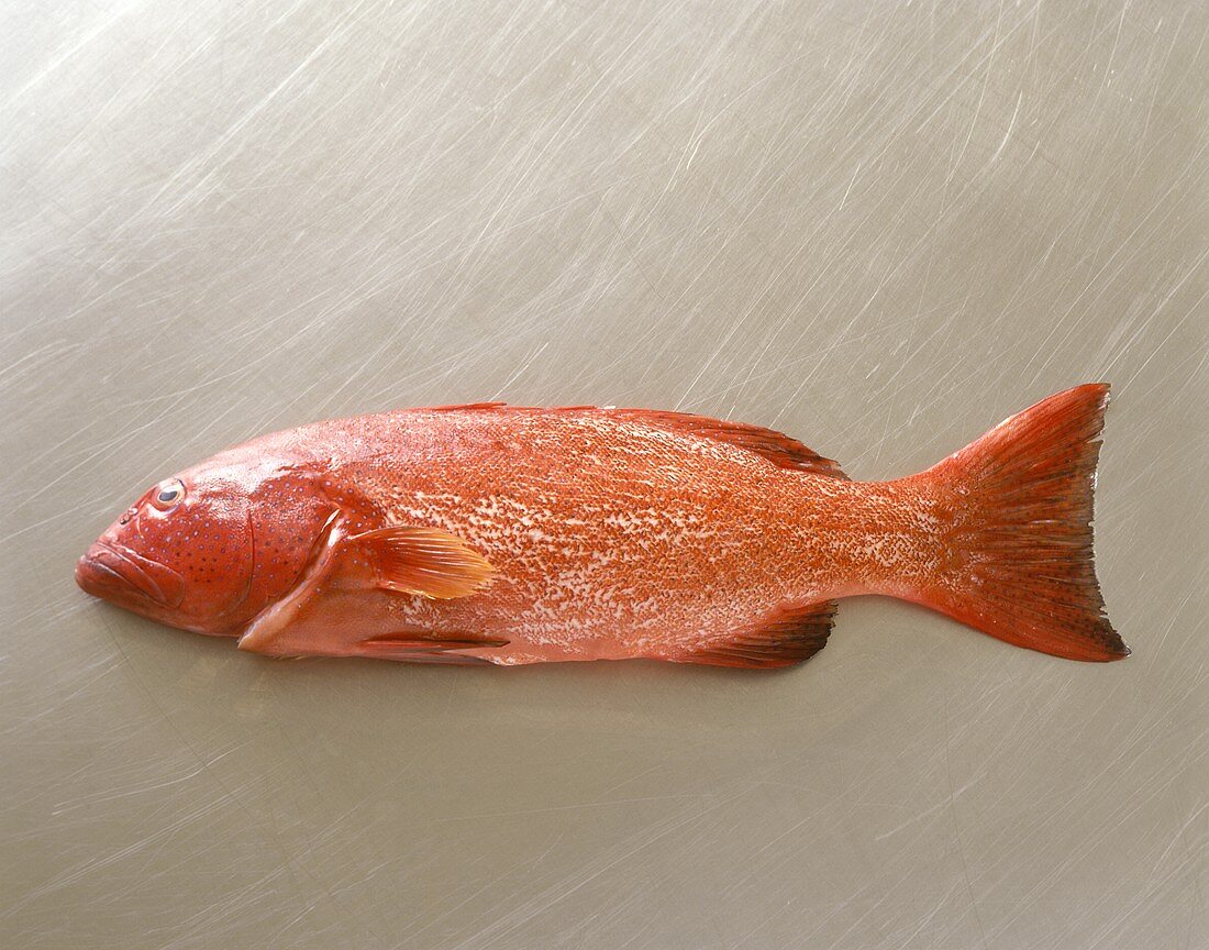 Red coral trout