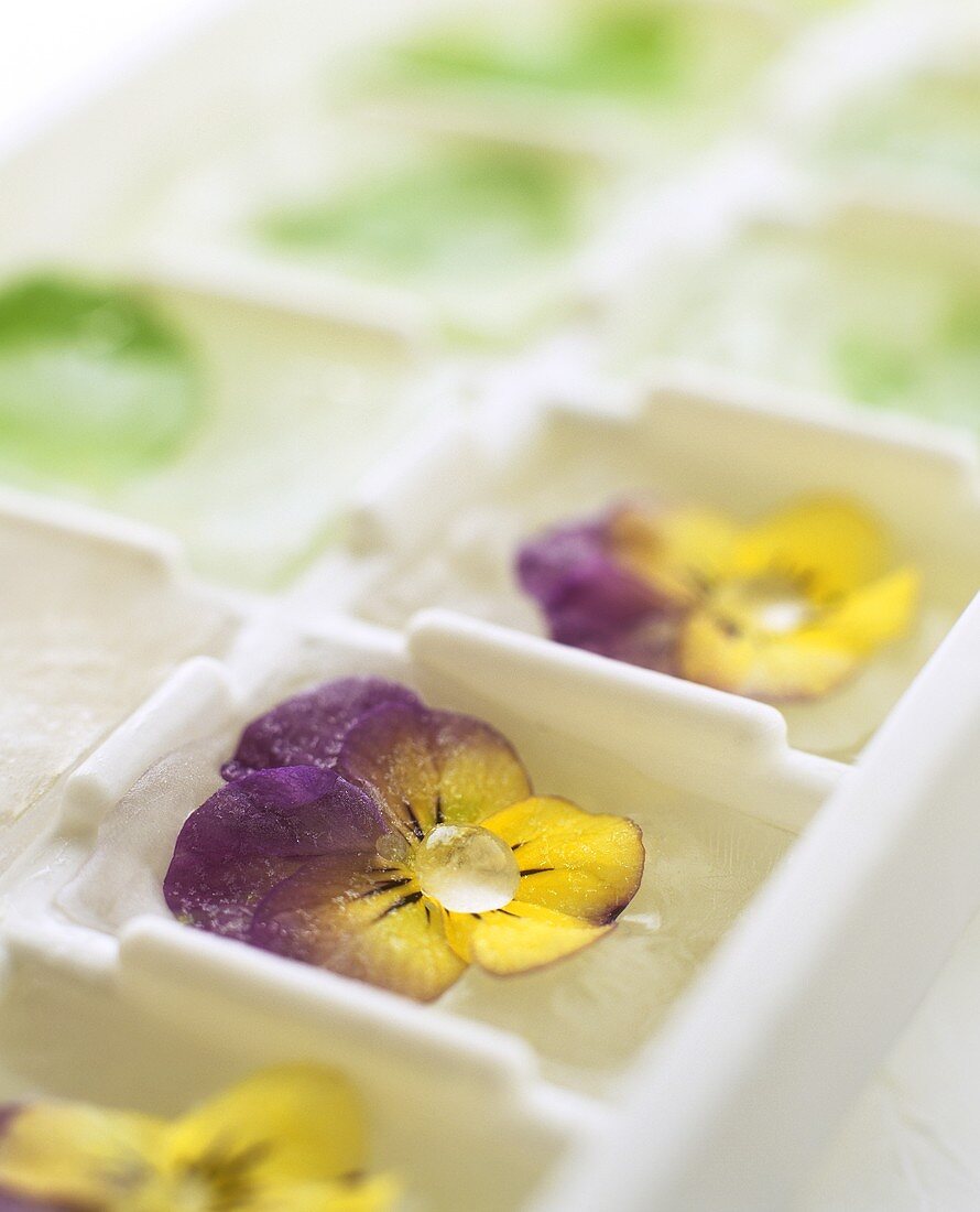 Eiswürfel mit gefrorenen Blüten im Eiswürfelbehälter