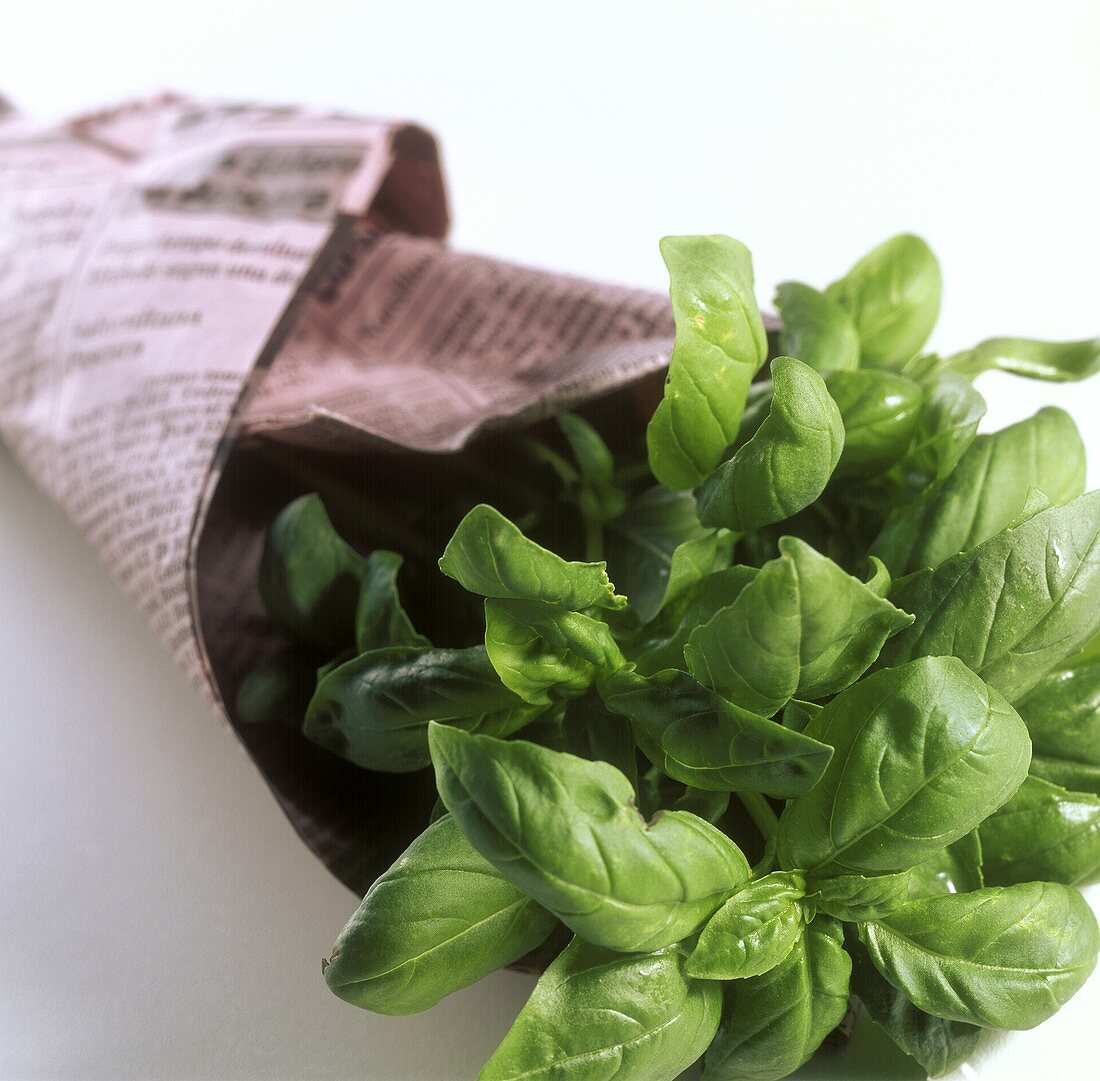 Fresh basil in newspaper