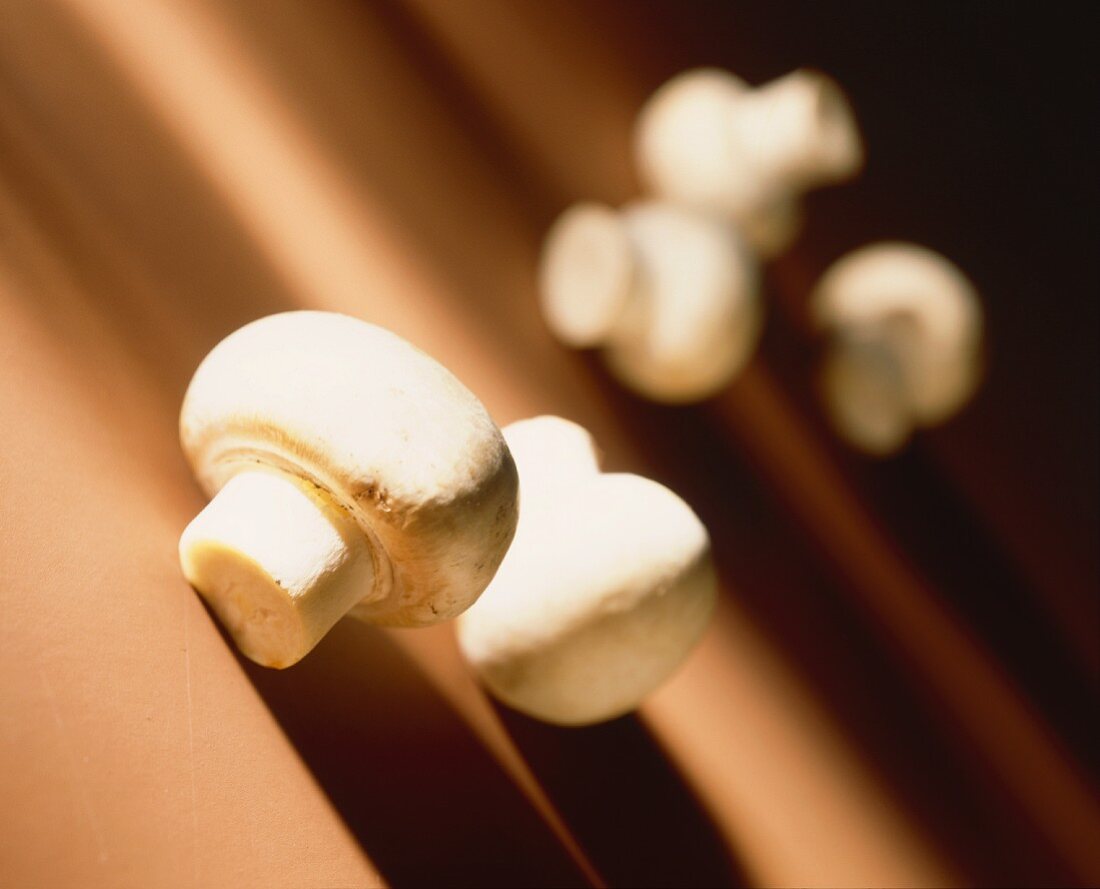 Mushrooms on brown background