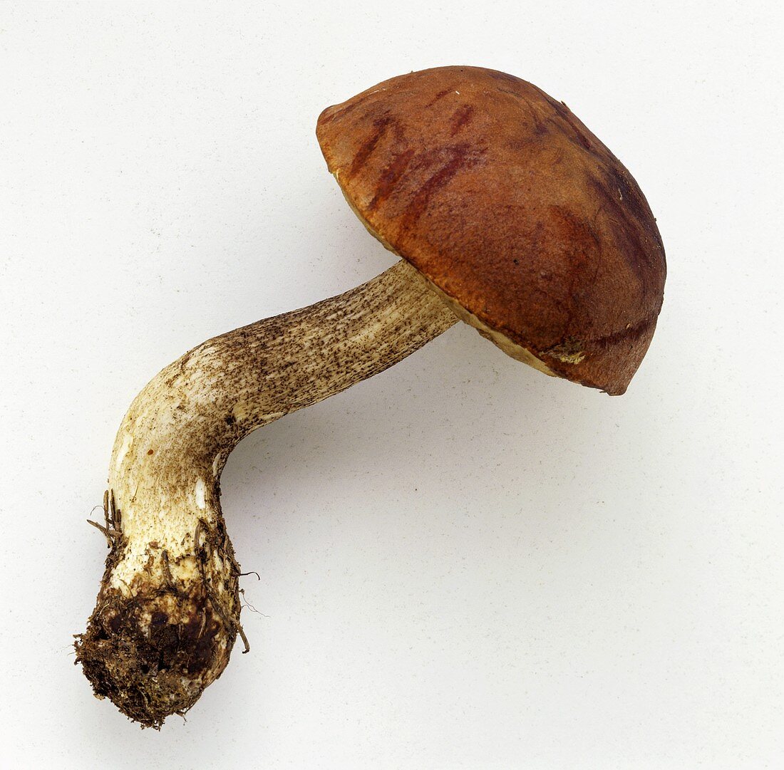 Red boletus