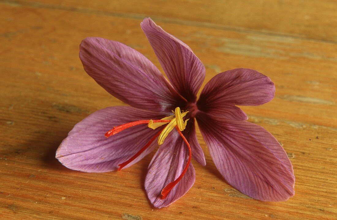 Saffron crocus on wooden background