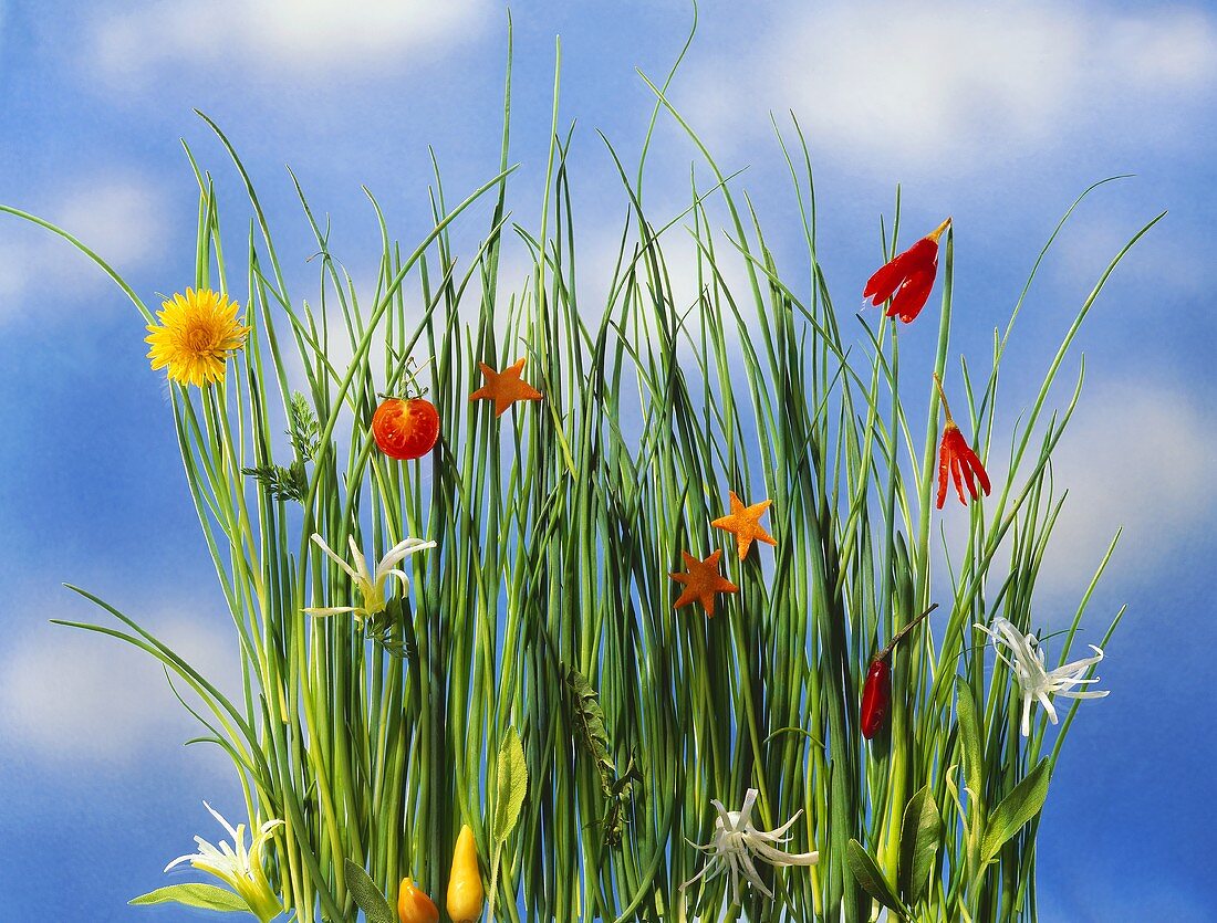 Schnittlauch mit Gemüseblüten