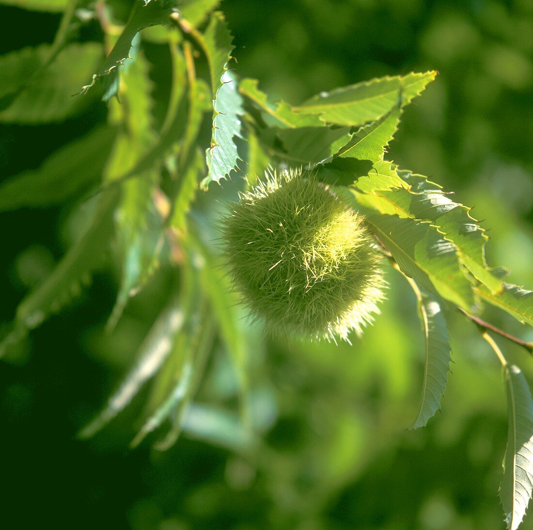 Sweet chestnuts on the branch