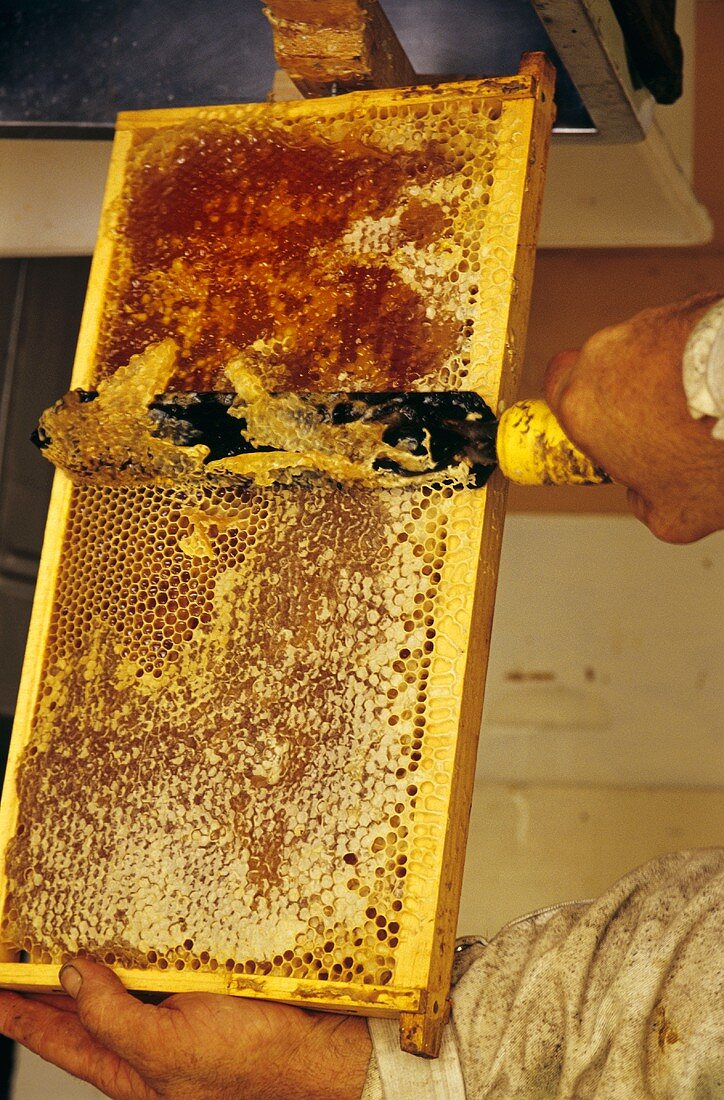 Honig wird mit Messer aus Honigwabe geschabt