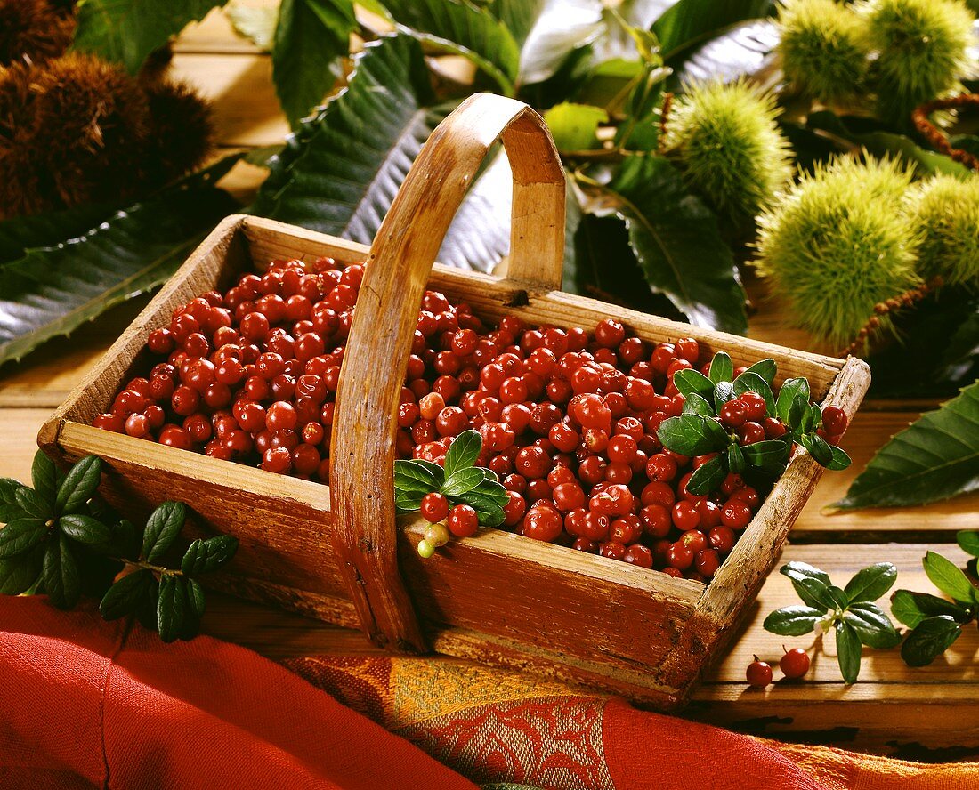 Cranberries in wooden basket in front of chestnuts