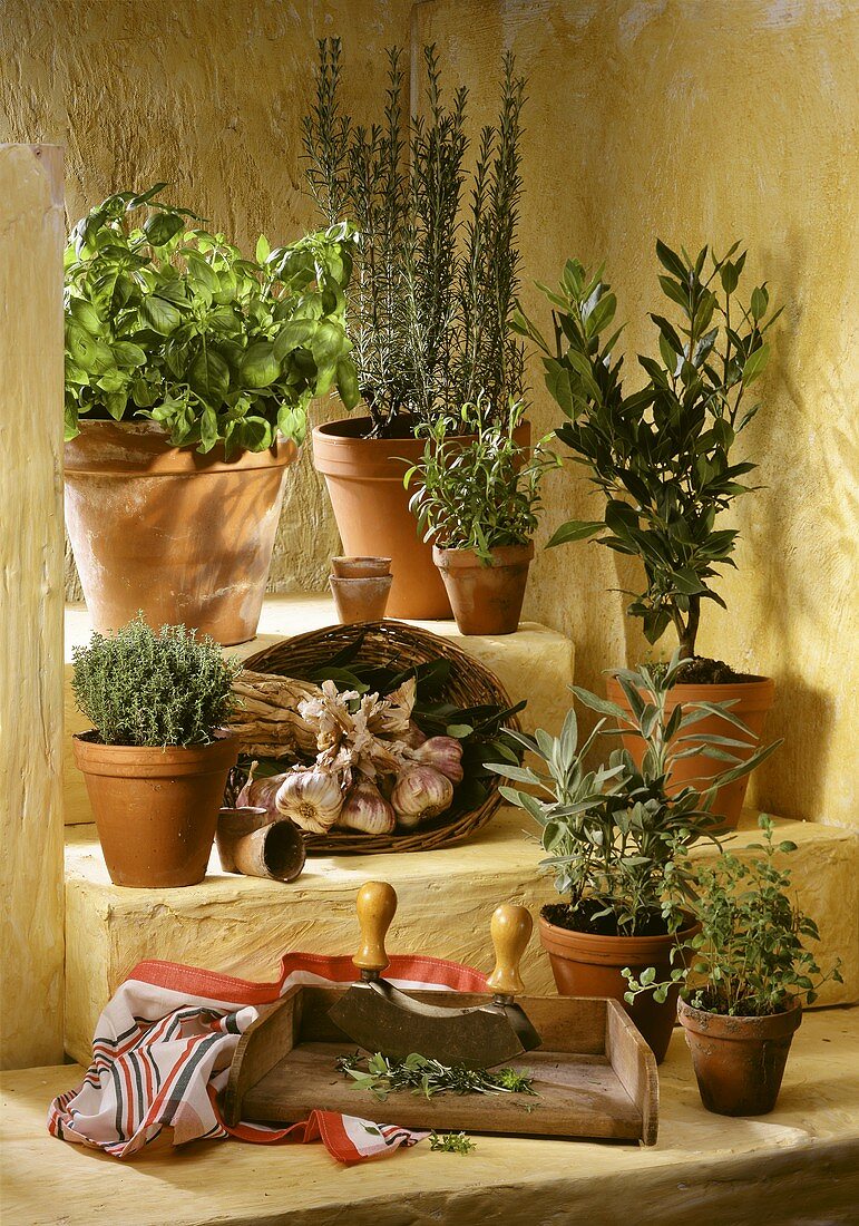 Various fresh herbs in pots