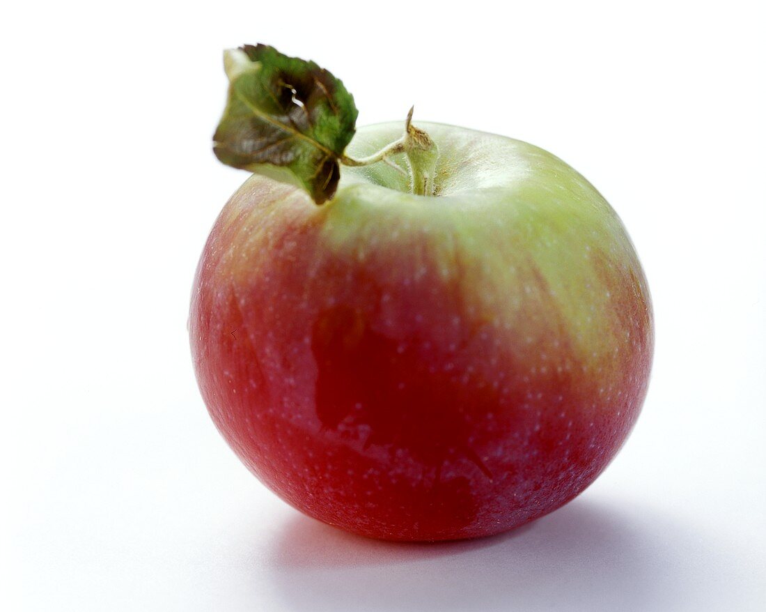 Red and green apple with stalk and leaf