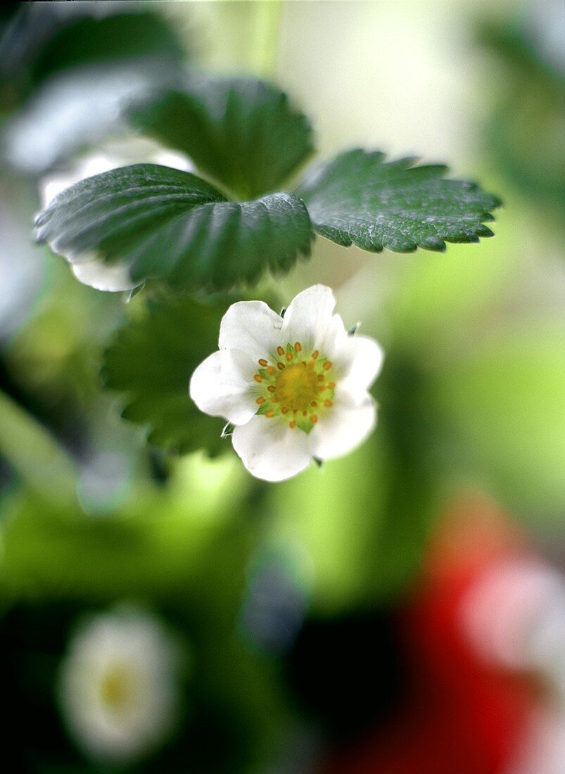 Erdbeerblüte an der Pflanze