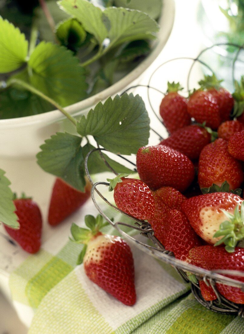 Frische Erdbeeren im Korb und Erdbeerblätter
