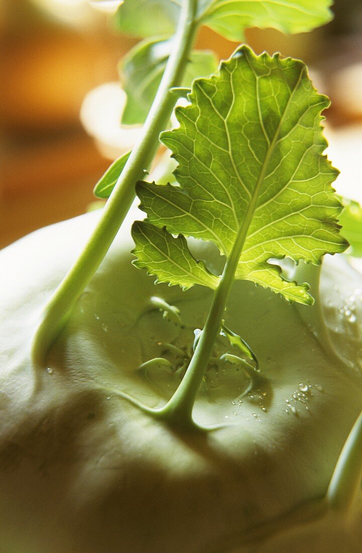 Kohlrabi with drops of water and leaves
