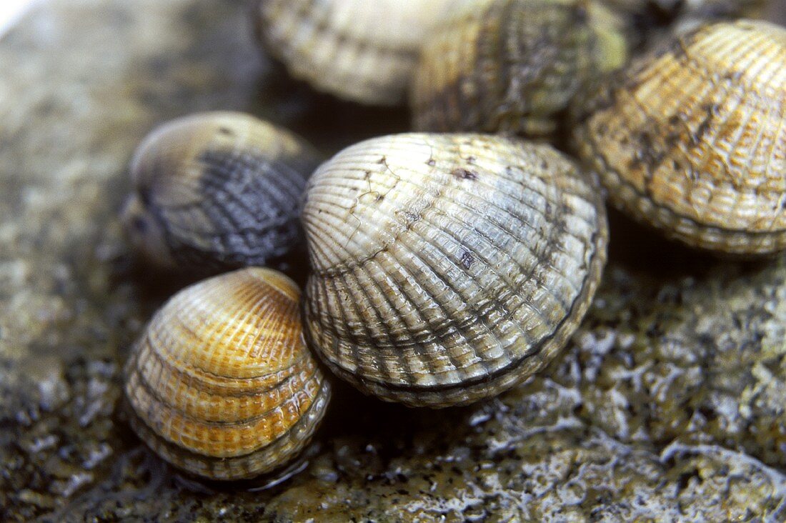 Cockles on stone background