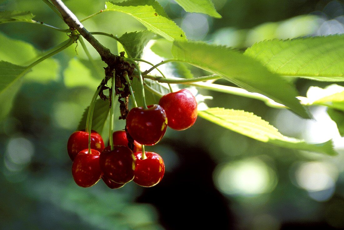 Heart cherries on the tree