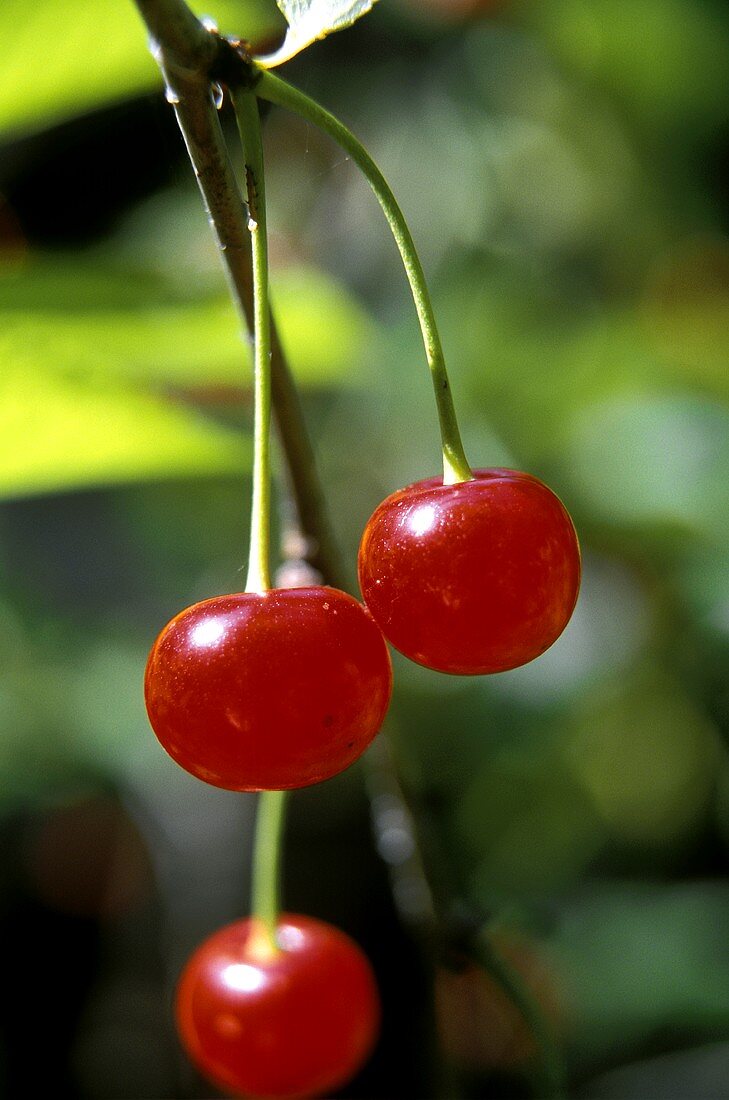 Three sour cherries on the branch