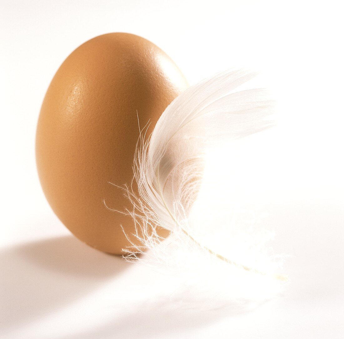 Brown egg with white feather